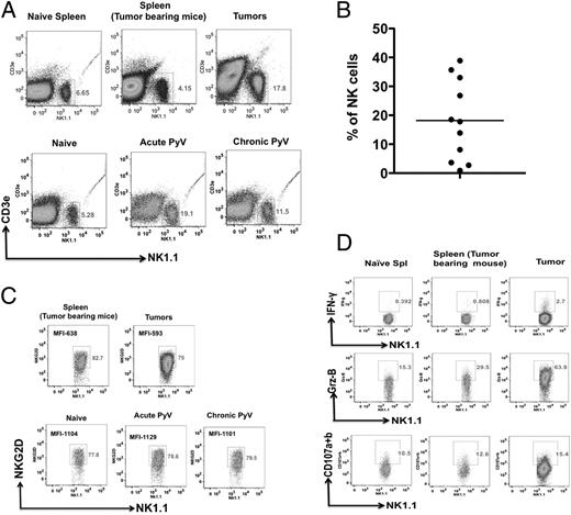 FIGURE 2. Ex vivo tumors have functional NK cell infiltrates. (A) Percentage of NK cells in the spleen and in salivary gland tumor of tumor-bearing mice (∼4–8 mo post PyV infection; top) and in salivary gland tissues (pools of three mice) of naive, day 7 (acute), and day 60 (chronic) PyV-infected mice (bottom). (B) Percentage of infiltrating NK1.1+CD3− NK cells in PyV-induced salivary gland tumors from TCRβxδ KO mice. Each dot represents a single tumor. (C) NKG2D expression on CD3− NK1.1+ NK cells in the spleen and tumor tissue of tumor-bearing mice (top) and in salivary gland tissues (pools of three mice) of naive, day 7 (acute), and day 60 (chronic) PyV-infected mice (bottom). (D) IFN-γ (top), granzyme B (middle) production, and CD107a/b expression (bottom) by NK cells from spleens of naive and tumor-bearing mice, and from tumor tissue shown by intracellular staining. The FACs plots were gated on CD3− NK1.1+ NK cells. A representative of three similar experiments is shown.