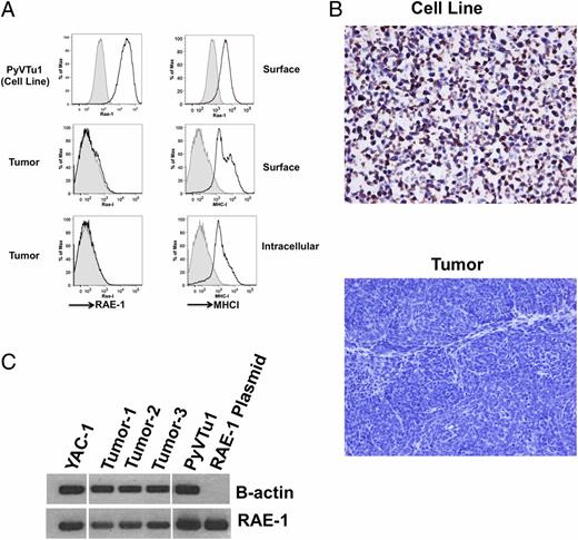 FIGURE 3. Ex vivo PyV-induced tumors lack RAE-1 expression. (A) RAE-1 (left) and MHC I (right) expression on the cell surface (top) or inside the cells (bottom) of the PyVTu1 cell line and freshly removed PyV-induced salivary gland tumors (gray shaded histograms are isotype controls and open black histogram represents RAE-1 and MHC I Ab staining). Representatives of three tumor cell lines and six tumors are shown. (B) Immunohistochemistry of paraffin-embedded section of a primary tumor and an established tumor cell line PyVTu1 stained with polyclonal RAE-1 Ab. Original magnification ×10. (C) RAE-1 and β-actin transcripts in freshly removed PyV-induced salivary gland tumors (Tumor-1, Tumor-2, Tumor-3), determined by RT-PCR. The control lanes include the PyVTu1 cell line and control plasmid with RAE-1 insert.