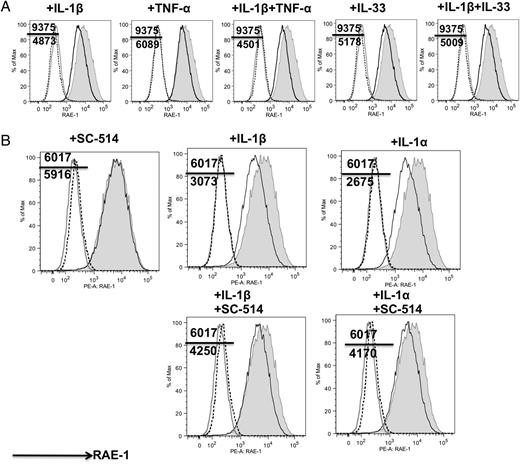 FIGURE 7. Effect of multiple cytokines on RAE-1 expression is mediated by NF-κB pathways. (A) RAE-1 expression on PyVTu cells treated with IL-1β (5 ng/ml), IL-33 (5 ng/ml), or TNF (10 ng/ml) individually or with a combination of these cytokines for 3 d. The MFI of RAE-1 without or with treatments is indicated. (B) RAE-1 expression on PyVTu cells treated with the IKK2 inhibitor SC-514, IL-1α, IL-1β, and a combination of each cytokine (2 ng/ml) with SC-514 for 2 d. The MFI of RAE-1 without or with treatments is indicated.