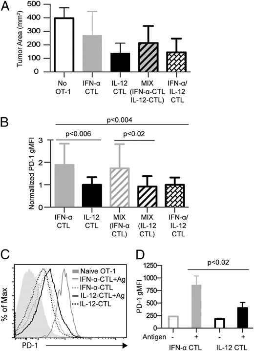 FIGURE 3. IL-12 and IFN-α differentially program naive CD8 T cells for PD-1 re-expression. OT-I cells were stimulated for 3 d in vitro with IL-12 alone (IL-12–CTL), IFN-α alone (IFN-α–CTL), or IFN-α and IL-12 together (IFN-α/IL-12–CTL), and were transferred into mice having progressing B16.OVA tumors. Groups received either no cells, 5 × 106 IL-12–CTL (CD45.2+Thy1.1−), 5 × 106 IFN-α–CTL (CD45.2+Thy 1.1+), or 5 × 106 IFN-α/IL-12–CTL. In addition, one group of mice received 2.5 × 106/mouse IL-12–CTL and 2.5 × 106/mouse IFN-α–CTL (MIX [IFN-α–CTL IL-12–CTL]). (A) Tumor area was determined 6 d after transfer of cells into mice having 12-d-old tumors. Results are average ± SD (3–5 mice/group) of tumor area. (B) PD-I expression of transferred OT-I cells in tumors. Results are pooled for three independent experiments by normalizing to the PD-1 mean fluorescence intensity (MFI) on IL-12 CTLs in each experiment, and are expressed as average normalized MFI ± SD. For groups that received both IL-12- and IFN-α–CTL (MIX), the OT-I cells were distinguished based on Thy 1 expression, and PD-1 expression is shown separately for the IL-12–CTL and the IFN-α–CTL. (C) IL-12–CTL or IFN-α–CTL were transferred into normal mice (5 × 106 cells/mouse). Four days later, groups of mice were challenged by i.v. injection of 10 μg OVA257–264 peptide Ag in PBS. One day later, PD-1 expression on OT-I cells in the spleens was determined and compared with controls that did not receive Ag. (D) PD-1 expression is shown as average MFI ± SD for groups in (C). Similar results were obtained in six independent experiments.