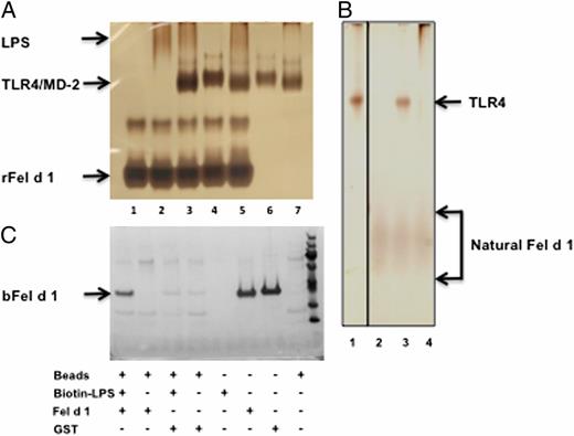 FIGURE 4. Fel d 1 interacts with LPS, but not with the TLR4/MD2 complex. (A) rFel d 1 does not interact with TLR4/MD2. Silver-stained gel of rFel d 1 that has been incubated with LPS and components of a copurified TLR4/MD2 complex. Each component (1 μg) was added in the order listed and incubated at room temperature for 30 min: 1, rFel d 1alone; 2, rFel d 1 plus LPS; 3, rFel d 1 plus LPS plus TLR4/MD2; 4, rFel d 1 plus TLR4/MD2; 5, rFel d 1 plus TLR4/MD2 plus LPS; 6, TLR4/MD2; 7, TLR4/MD2 plus LPS. The position of migration for each component is shown. rFel d 1 migrates as two bands, consistent with the formation of a dimer and tetramer. (B) Natural Fel d 1 does not form a complex with TLR4 either in the presence or absence of LPS. Each of the listed components (1 μg) was incubated together at room temperature for 30 min: 1, TLR4 alone; 2, natural Fel d 1 alone; 3, natural Fel d 1 plus TLR4; 4, natural Fel d 1 plus LPS plus TLR4. No shift in the band for natural Fel d 1 was observed. (C) Fel d 1 interacts with LPS. rFel d 1 from baculovirus (bFel d 1) was incubated with biotin-LPS and the complex was pulled down using streptavidin-conjugated beads (lane 1). The position of bFel d 1 is marked. Lanes 2–4 control for nonspecific binding of bFel d 1 to the streptavidin-coated beads, nonspecific binding of proteins to biotin-LPS, and nonspecific binding of GST to the streptavidin-coated beads, respectively. Lanes 5–8 indicate assay inputs.