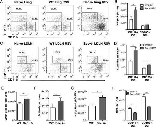 FIGURE 2. Beclin-1+/− mice recruit greater numbers of DCs displaying decreased MHC-II expression upon RSV infection. Lungs and LDLNs were harvested 8 d post-RSV infection, and tissues from Beclin-1+/− mice were compared with those from WT mice using flow cytometry. (A) Representative flow plots of CD11b+ and CD103+ DCs from collagenase-digested lungs of Beclin-1+/− or WT littermate mice. Cells were gated on CD11c+ MHC-IIhigh, according to the scheme in Supplemental Fig. 1. (B) Total numbers of CD11b+ and CD103+ DCs were calculated using percentages and total cell counts within lungs. (C) Representative flow plots of CD11b+ and CD103+ DCs in single-cell preparations of LDLNs of Beclin-1+/− or WT littermate mice. (D) Total numbers of CD11b+ and CD103+ DCs were calculated using percentages and total cell counts within LDLNs. Total CD45+ cell counts from lungs (E) and LDLNs (F) and lung inflammatory CD11b+ DCs costaining with FcεRIα+ (clone MAR-1) and Ly6C+ (G) were calculated by flow cytometry. (H) Median fluorescence intensity (MFI) of MHC-II surface staining on CD11b+ and CD103+ DCs from LDLNs. Data are representative of at least three independent experiments, with four to six mice/group. Error bars represent SEM. *p < 0.05, **p < 0.01, ***p < 0.001.