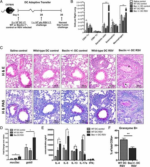 FIGURE 6. Adoptive transfer of RSV-infected Beclin-1+/− DCs into C57BL/6 mice produces severe lung pathology upon subsequent RSV challenge. (A) DC adoptive-transfer set-up, with C57BL/6 mice receiving media- or RSV-pulsed Beclin-1+/− or WT BMDCs i.t., followed by a live RSV challenge i.t. 28 d later. Scale bars, 100μm. (B) Total numbers of lineage-positive immune cells obtained from collagenase-digested lungs of DC-sensitized mice 8 d post-RSV challenge. (C) Lung sections from DC-sensitized mice 8 d post-RSV challenge stained with either H&E (upper panels) or hematoxylin and PAS (H & PAS; lower panels). (D) Lung expression of the mucus-associated genes muc5ac and gob5 8 d post-RSV challenge in comparison with naive controls was obtained using qPCR. (E) Single-cell suspensions prepared from LDLNs of DC-sensitized mice, 8 d post-RSV challenge, were restimulated in culture with RSV. Cytokine concentrations in culture supernatants were assayed at 48 h using a Bio-Plex system. (F) Intracellular expression of granzyme B by CD8a+ T cells within lung digests was assessed using flow cytometry. Data are representative of three independent experiments, with four to six mice/group. Error bars represent SEM. *p < 0.05, **p < 0.01, ***p < 0.001.