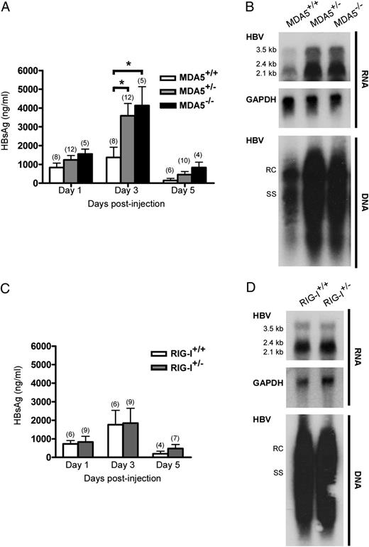 FIGURE 9. MDA5 deficiency increases HBV replication in vivo. (A) MDA5+/−, MDA5−/− mice, and wild-type littermate controls were hydrodynamically injected with 30 μg of the HBV replicative plasmid. The mouse sera were collected on days 1, 3, and 5 postinjection, and the levels of HBsAg were determined by ELISA. The numbers in parentheses indicate the number of mice in each group. Data are presented as the mean ± SEM. *p < 0.05. (B) On day 3 postinjection, the livers from MDA5+/−, MDA5−/− mice, and wild-type littermate controls were harvested and subjected to the detection of HBV RNA and DNA levels by Northern and Southern blotting, respectively. (C and D) Similar to (A) and (B) except that RIG-I+/− mice and their littermate controls were used.