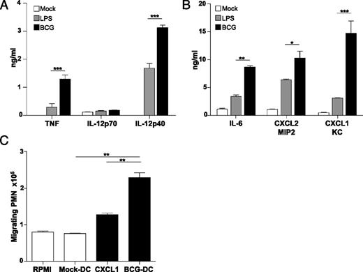 FIGURE 1. BCG-infected DCs secrete chemokines and attract neutrophils. (A and B) A total of 2.5 × 105 mouse BMDCs was stimulated 16 h with LPS (100 ng/ml) or with live BCG (MOI of 5). Inflammatory cytokines (A) or cytokines and chemokines involved in neutrophil recruitment (B) were measured by ELISA. (C) A total of 5 × 105 PMNs was placed in the insert of a 3-μm pore-size Transwell device, and 2.5 × 105 DCs, either BCG infected or mock treated for 16 h, were placed in the well. Control wells contained either medium alone or 1 ng/ml CXCL1 in medium. Total cells were harvested from the well after 30 min and counted; after May-Grünwald-Giemsa staining, PMNs recognized by their fragmented nucleus were counted and PMN total numbers were represented according to total cell count. *p < 0.05, **p < 0.01, ***p < 0.001.