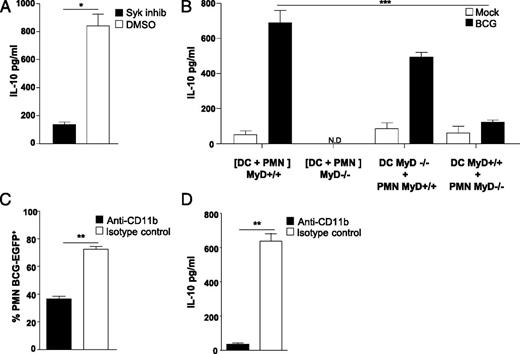 FIGURE 3. CD11b is involved in BCG acquisition by neutrophils and regulates Syk- and MyD88-dependent IL-10 production. (A) DCs infected with BCG as in Fig. 2 and PMN cocultures were treated with the Syk inhibitors, piceatannol and ER27319, at 1 μM each. Control wells were treated with equal volume of DMSO solvent. The IL-10 concentration in culture supernatant was measured by ELISA 16 h later. *p = 0.03. (B) DCs and PMNs were obtained from MyD88−/− or wild-type mouse BM. A total of 2.5 × 105 DCs infected as in Fig. 2 or mock-treated were placed in contact with 5 × 105 PMNs for 16 h. The IL-10 concentration in the culture supernatant was determined by ELISA. ***p = 0.0002. (C and D) A total of 5 × 105 DCs infected as in Fig. 2 with rBCG strain Myc 409 was incubated with anti-CD11b or isotype control (15 μg/ml) or not treated, then placed in contact with 106 PMNs. (C) Percentage of fluorescent PMNs was determined by FACS after gating on Ly-6G+ cells as in Fig. 2F. **p = 0.005. (D) IL-10 concentrations in culture supernatants were measured by ELISA 16 h later. **p = 0.004. (A, B, and D) Measures were performed in triplicate with cells from two different animals. Results reported in the figure are from one experiment, representative of three independent experiments.