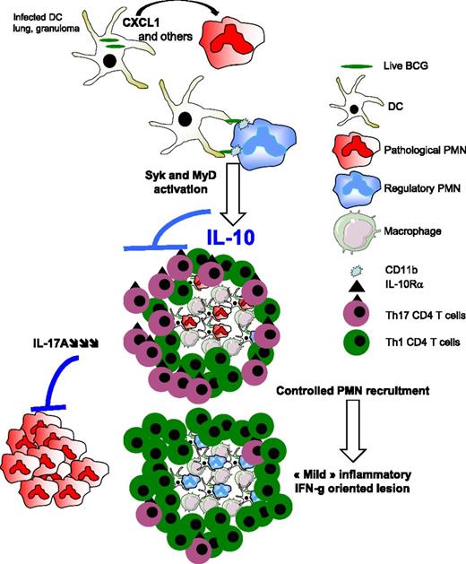 FIGURE 6. Model of infected DCs in granulomas instructing neutrophils to produce IL-10 to downregulate IL-10Rα–bearing Th17 CD4 T cells. In this model, bacilli that reside in DCs in the granuloma during the chronic phase of mycobacterial infection recruit neutrophils via CXCL1 and other chemokines. Contacts that are established between cells enable CD11b-mediated transfer of live bacilli from DCs to neutrophils that produce IL-10 via Syk- and MyD88-dependent pathways. These regulatory IL-10–producing neutrophils specifically shut down Th17 CD4 cells that express the IL-10R. This mechanism may help control pathological IL-17A production, and thereby avoid exacerbated neutrophil recruitment and moderate inflammation.