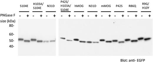 FIGURE 5. N31D mutation completely abrogates MOG-glycosylation. Cell lysates of HeLa cells transiently transfected with MOG-variants were digested with PNGase F as indicated; 6 μg total protein were loaded into each well of an SDS gel, separated by gel electrophoresis, blotted onto nitrocellulose, incubated with a rabbit anti-EGFP mAb and developed with a peroxidase-labeled goat anti-rabbit Ab and ECL. After digestion with PNGase F, all MOG-mutants had the same size as N31D. Digestion of N31D did not alter the size of this particular mutant.