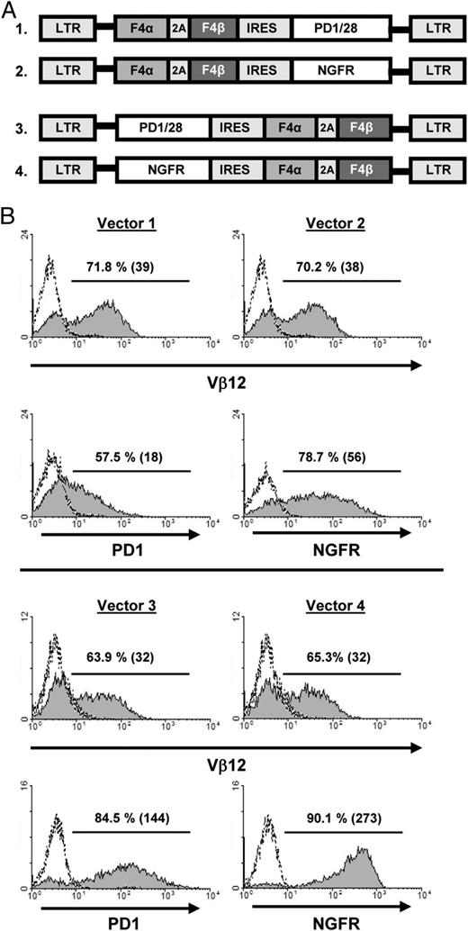 FIGURE 3. Design and expression of polycystronic retroviral vectors expressing PD1/28 and the F4 TCR chains. (A) Schematic representation of the polycystronic retroviral vectors encoding PD1/28 (vectors 1 and 3) or NGFR (control; vectors 2 and 4) in conjunction with the F4 α and β TCR chains. (B) Human PBLs were transduced with the aforementioned retroviral vectors. Seventy-two hours after transduction, the expression of the transgenes was measured by flow cytometry, as indicated, using Abs specific for the F4 TCR (Vβ12), PD1, or NGFR (upper panels, vectors 1 and 2; lower panels, vectors 3 and 4). The dotted line represents the staining of the untransduced control. The percentage of positive cells and the MFI (in parentheses) are shown.