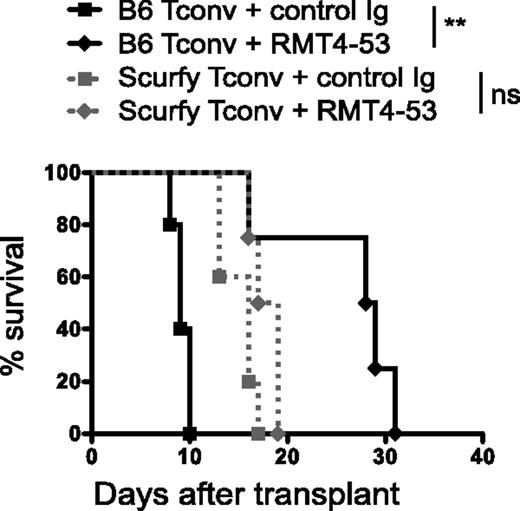 FIGURE 6. TIM-4 blockade leads to marked prolongation of skin allograft survival and is critically dependent on the generation of iTregs in vivo. Survival of bm12 skin allograft in B6 RAG−/− recipients after adoptive transfer of 2 × 104 B6 WT CD4+CD25− cells (black lines) or 1 × 105 B6 Scurfy CD4+CD25− cells (grey dotted lines). Recipients were treated with anti–TIM-4 or control Ig (500 μg on day 0, 250 μg on days 2, 4, 6, 8, 10). B6 WT cells: MST 28.5 d versus 9 d, p < 0.01, n = 4/5; B6 Scurfy cells: MST 18 d versus 16 d, p = NS, n = 4/5. **p < 0.01.