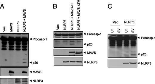 FIGURE 2. Activation of NLRP3 inflammasome by MAVS. (A and B) Immunoblots of caspase-1 in cell lysates of 293T-C1A cells transfected with empty vector (Vec) MAVS, NLRP3, NLRP3 plus MAVS full-length, or NLRP3 plus MAVS-ΔTM constructs as indicated. (C) Immunoblots of caspase-1 in cell lysates of 293T-C1A cells transfected with empty vector (Vec) or NLRP3 followed by no treatment (Un) or infection with Sendai virus (SV; 9 hemagglutination activity/ml) for 8 h as indicated. Cell lysates were also immunoblotted with anti-Myc (MAVS) or anti-Flag (NLRP3) Ab (A, B, lower panels) or anti-Flag (NLRP3) Ab (C, lower panel) as indicated.