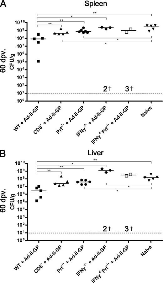 FIGURE 4. Cytotoxic CD8+ T cells are the predominant mediators of vaccine-induced protection. WT mice and mice of the indicated knockout strains (all on C57BL/6 background) were vaccinated with Ad-Ii-GP. Fifty-nine days later, half of the WT mice were injected i.p. with CD8+ T cell–depleting Abs. The next day, these mice were again given depleting Abs, and all mice plus a group of previously naive mice were challenged i.v. with Lm-GP33. Bacterial loads in spleen (A) and liver (B) were quantified 3 d later. Each symbol represents one mouse, and the median for each group is represented by a horizontal line. Dead mice are represented by “†.” Dashed line represents detection limit. *p < 0.05, **p < 0.01.