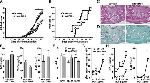 FIGURE 1. Effect of anti–TIM-4 mAb treatment at the induction phase of CIA. DBA/1 mice were immunized primarily with CII in CFA (CII/CFA) on day 0 and secondarily with CII in IFA (CII/IFA) on day 14. Two groups of mice were treated with anti–TIM-4 or control IgG (ctrl-IgG) from day 0 to day 11. (A) Clinical score and (B) incidence of arthritis were evaluated from day 0. Hind paws from ctrl-IgG– or anti–TIM-4–treated CIA mice were stained with (C) H&E and (D) safranin-O fast green. Original magnification ×4. Representatives in each group of 10 mice are shown. (E) Proinflammatory cytokine production in joint washouts. IL-6, TNF-α, and IL-1β were measured by ELISA at sacrifice in washouts from ankle joints. (F) Serum levels of anti-CII IgG1, IgG2a, and IgG2b Abs were measured by ELISA on day 38. Draining LN cells were isolated at sacrifice and cultured with the indicated concentrations of dCII. (G) For estimating proliferation, 0.5 μCi [3H]TdR was added during the last 6 h of a 96-h culture. (H) Production of IFN-γ and IL-17 in the culture supernatants at 96 h was determined by ELISA. Results are presented as the mean ± SEM. Similar results were obtained in three independent experiments. *p < 0.05, **p < 0.01 as compared with ctrl-IgG.