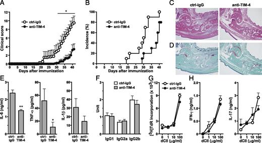 FIGURE 5. Effect of anti–TIM-4 mAb treatment at the effector phase of CIA. DBA/1 mice were immunized with CII/CFA on day 0 and CII/IFA on day 14. Two groups of mice were treated with anti–TIM-4 or ctrl-IgG from day 14 to day 37. (A) Clinical score and (B) incidence of arthritis were evaluated from day 0. Hind paws from ctrl-IgG– or anti–TIM-4–treated CIA mice were stained with (C) H&E and (D) safranin-O fast green. Original magnification ×4. (E) Proinflammatory cytokine production in joint washouts. IL-6, TNF-α, and IL-1β were measured by ELISA at sacrifice in washouts from ankle joints. (F) Serum levels of anti-CII IgG1, IgG2a, and IgG2b Abs were measured by ELISA on day 40. Draining LN cells were isolated at sacrifice and cultured with the indicated concentrations of dCII. (G) For estimating proliferation, 0.5 μCi [3H]TdR was added during the last 6 h of a 96-h culture. (H) Production of IFN-γ and IL-17 in the culture supernatants at 96 h was determined by ELISA. Results are presented as the mean ± SEM. Similar results were obtained in three independent experiments.*p < 0.05, **p < 0.01 as compared with ctrl-IgG.