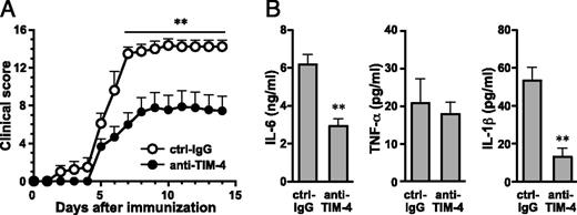FIGURE 7. Effect of anti–TIM-4 mAb treatment on the development of CAIA with LPS. DBA/1 mice were injected with 2 mg anti-CII 5 Ab mixture on day 0 and 25 μg LPS on day 3. Mice were administered anti–TIM-4 mAb or ctrl-IgG from day −1 to day 13. (A) Clinical score of arthritis was evaluated from day 0. (B) Proinflammatory cytokine production in joint washouts. IL-6, TNF-α, and IL-1β were measured by ELISA at sacrifice in washouts from ankle joints. Results are presented as the mean ± SEM. **p < 0.01 as compared with ctrl-IgG.