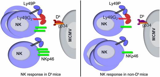 FIGURE 7. A model for Dk-licensed G2+ NK cell–mediated MCMV resistance. The diagram depicts G2+ and G2− NK subset responses in Dk-disparate mice following MCMV infection. The observed percentage of G2+ NK cells in Dk mice increased significantly after MCMV exposure, and these cells were needed to deliver critical viral control. Although G2− NK cells failed to expand in the same mice, they retained higher NKp46 receptor display, a major NK feature that also corresponded with enhanced viral control. However, G2+ NK cells in non-Dk mice failed to expand or to elicit viral control. Instead, the percentage of G2− NK cells increased significantly, and NKp46 receptor display remained substantially lower than on NK cells in mice with self-Dk.