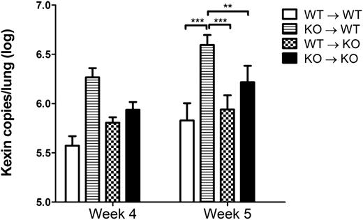 FIGURE 10. MyD88-dependent signals in hematopoietic cells control fungal burden during active PcP. Pneumocystis burden was determined by quantitative real-time PCR for kex1 gene copies in CD4-depleted WT and MyD88−/− (KO) bone marrow chimeras at week 4 and week 5 post-Pneumocystis infection. Bone marrow chimera mice were prepared by lethal irradiation of either WT or MyD88−/− mice (KO), as described in Materials and Methods. Irradiated WT mice reconstituted with WT bone marrow cells (WT→WT), irradiated WT mice reconstituted with MyD88−/− bone marrow cells (KO→WT), irradiated MyD88−/− mice reconstituted with WT bone marrow cells (WT→KO), and irradiated MyD88−/− mice reconstituted with MyD88−/− bone marrow cells (KO→KO) are represented. Values are mean ± 1 SE measurement (n = 6–11 per timepoint per group). Mean represents combined data from two independent experiments. **p < 0.01, ***p < 0.001.
