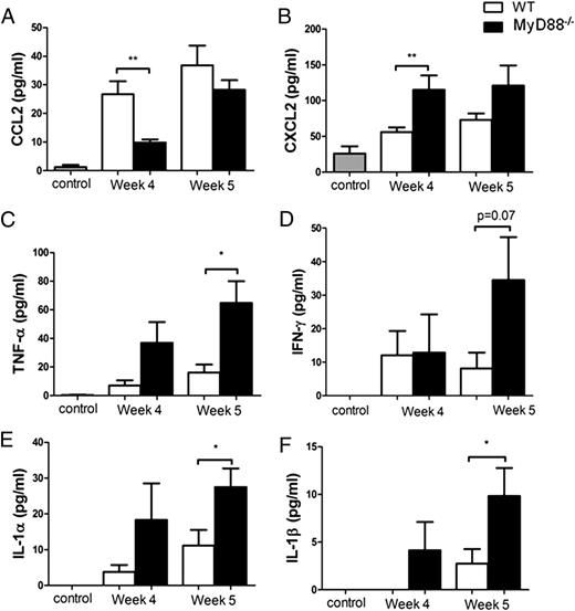 FIGURE 9. MyD88 regulates chemokine and cytokine production during PcP. CD4+ T cell–depleted C57BL/6 (WT) and MyD88−/− mice were infected with 5 × 105 freshly isolated Pneumocystis cysts. CCL2 (A), CXCL2 (B), TNF-α (C), IFN-γ (D), IL-1α (E), and IL-1β (F) levels were measured in the BAL fluid from Pneumocystis-infected mice and control uninfected mice. Values are mean ± 1 SE measurement (n = 6–11 per timepoint per group) of combined data from two independent experiments. *p < 0.05, **p < 0.01.