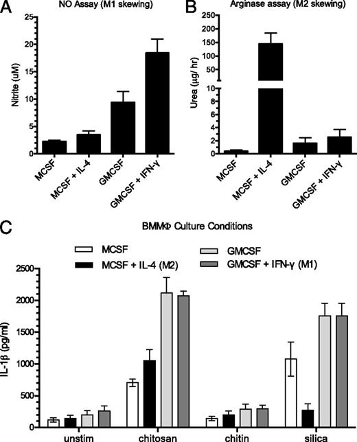 FIGURE 1. Effect of macrophage skewing on stimulated IL-1β release. BMMΦ were cultured with M-CSF, M-CSF+IL-4, GM-CSF, and GM-CSF+IFN-γ as described in Materials and Methods, and then plated at 1 × 105 cells/well. (A and B) Cells were incubated for 9 h with 100 ng/ml LPS and then assayed for nitrite (A) and urea (B) as measures of NO and arginase activity, respectively. For nitrite measurements, p < 0.001 comparing either M-CSF–containing group with either GM-CSF–containing group, and p < 0.001 comparing GM-CSF with GM-CSF+IFN-γ. For urea measurements, p < 0.0001 comparing M-CSF+IL-4 with any other group. (C) Cells were primed for 3 h with 100 ng/ml LPS and then left unstimulated (unstim) or stimulated for 6 h with silica, chitosan, or chitin (all at 0.1 mg/ml). Supernatants were collected and analyzed by ELISA for IL-1β. For all BMMΦ culture conditions, p < 0.05 comparing chitosan with either unstim or chitin, and p < 0.001 comparing chitosan with silica for BMMΦ cultured with MCSF+IL-4. Data are means ± SE of three independent experiments, each performed in triplicate. All comparisons were analyzed by two-way ANOVA with Tukey’s multiple-comparison test.