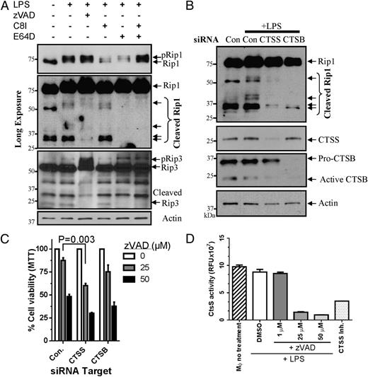 FIGURE 3. Cathepsins cleave Rip1 in macrophages. (A) Bone marrow–derived macrophages were treated with various combinations of LPS, zVAD, C8I, and/or cathepsin inhibitor as shown. After 1 h of treatment, cells were lysed and examined for expression of Rip1 and Rip3 via Western blot. Short (1-min) and long (15-min) exposures were used to identify Rip1 expression by Western blots. Actin expression was used as a loading control. (B) Bone marrow macrophages were transfected with untargeted, cathepsin S (CTSS), or cathepsin B (CTSB) targeting siRNA via electroporation for 24 h. Cells were then treated with LPS for 2 h and examined via Western blot for Rip1, CTSS, and CTSB expression. Actin was used as a loading control. (C) Macrophages transfected for 24 h with untargeted control, CTSS or CTSB targeted siRNA were treated with LPS and varying concentration of zVAD as shown. After an additional 24 h, cells were tested for viability using MTT assay. (D) Macrophages were treated with varying concentrations of LPS and zVAD as shown for 5 h. Lysates were then examined for CTSS activity using a fluorometric kit as described in Materials and Methods. Similar experiments were repeated at least three times.