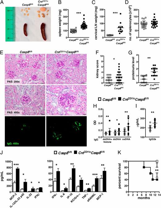 FIGURE 1. Mice with DC-specific deletion of caspase-8 exhibit systemic autoimmunity. (A–J) Eight-month-old female Casp8fl/fl (control) and CreCD11cCasp8fl/fl mice (n ≥ 10) were evaluated for systemic autoimmune disease phenotypes. (A) Representative spleens and lymph nodes. (B) Splenomegaly. (C) Lymphadenopathy. (D) Number of splenocytes. (E) PAS-stained formalin-fixed kidney sections and anti-IgG–FITC–stained frozen kidney sections. (F) Kidney score. (G) Proteinuria. Serum levels of chromatin-, dsDNA-, and ssDNA-reactive IgG Abs (H), pathogenic IgG2a Abs (I), and cytokines and chemokines (J). Data are mean ± SD. *p < 0.05, **p < 0.005, ***p < 0.0005, Mann–Whitney U test. (K) Survival curve. **p < 0.005, log-rank Mantel–Cox test.