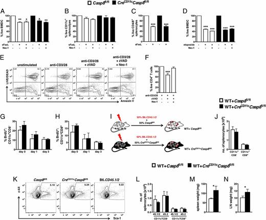 FIGURE 2. Inflammation related to DC-specific caspase-8 deficiency is independent of DC survival. Casp8fl/fl (control) and CreCD11cCasp8fl/fl BMDCs (n = 4) (A) and total splenocytes (n = 3) (B and C) were stimulated with SuperFasLigand (sFasL), with or without necrostatin-1 (Nec-1), for 10 h and stained with Annexin V and Aqua Live/Dead. Total splenocytes were gated into CD11c+ (B) and CD4/8+ (C) populations for analysis. (D) Additionally, control and CreCD11cCasp8fl/fl BMDCs were stimulated with etoposide for 10 h and stained with Annexin V and Aqua Live/Dead. Data are the percentage of live divided by the unstimulated condition. (E and F) CD4+ T cells (n = 3), stimulated for 72 h with anti-CD3 and anti-CD28, with or without pan-caspase inhibitor zVAD-FMK (zVAD) and Nec-1, were stained with Annexin V and Aqua Live/Dead. Data are the percentage of live divided by the anti-CD3/28 condition. Control and CreCD11cCasp8fl/fl mice (n = 4), injected with BrdU for 3 d (G and H), were evaluated for the percentage of splenic BrdU+ CD11c+CD8− (L) and CD11c+CD8+ (M) conventional DCs. (I–M) Mice were reconstituted with equal portions of B6.CD45.1/2 (WT) and either control or CreCD11cCasp8fl/fl bone marrow (n = 5). (I) Representation of experimental design. (J) Representative Lin−Sca-1+c-kit+ bone marrow cell percentages from 3-mo-old female control, CreCD11cCasp8fl/fl, and WT mice. Chimeric mice were evaluated 3 mo after transfer for numbers of conventional DCs (K), distribution of WT (45.1/2) and control or CreCD11cCasp8fl/fl (45.2) derived conventional DCs (L), splenomegaly (M), and lymphadenopathy (N). Data are mean ± SD. *p < 0.05, **p < 0.005, ***p < 0.0005, Mann–Whitney U test.