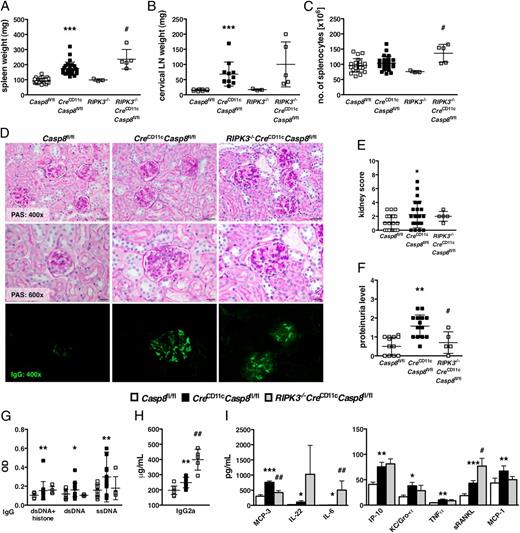 FIGURE 3. RIPK3 knockout cannot reverse the consequences of DC-specific caspase-8 deletion. (A–I) Six-month-old female Casp8fl/fl (control), CreCD11cCasp8fl/fl, and RIPK3−/−CreCD11cCasp8fl/fl mice (n ≥ 5) were evaluated for systemic autoimmune disease phenotypes. (A) Splenomegaly. (B) Lymphadenopathy. (C) Number of splenocytes. (D) PAS-stained formalin-fixed kidney sections and anti-IgG–FITC–stained frozen kidney sections. (E) Kidney score. (F) Proteinuria. Serum was evaluated for levels of chromatin-, dsDNA-, and ssDNA-reactive IgG Abs (G), pathogenic IgG2a Abs (H), and cytokines and chemokines (I). Data are mean ± SD. *p < 0.05, **p < 0.005, ***p < 0.0005, control versus CreCD11cCasp8fl/fl, Mann–Whitney U test. #p < 0.05, ##p < 0.005, CreCD11cCasp8fl/fl versus RIPK3−/−CreCD11cCasp8fl/fl, Mann–Whitney U test.