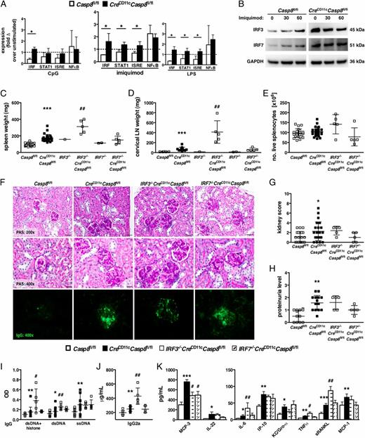FIGURE 4. Deletion of IRF3 exacerbates the systemic inflammation in CreCD11cCasp8fl/fl mice. (A) Casp8fl/fl (control) and CreCD11cCasp8fl/fl BMDCs were stimulated with CpG, imiquimod, or LPS for 6 h, and isolated nuclear lysates were subjected to a multianalyte transcription factor bead-based assay. Data are represented as the fold change over unstimulated cells. (B) Control and CreCD11cCasp8fl/fl BMDCs were stimulated with imiquimod, and isolated total cellular lysates were subjected to immunoblot analysis for total IRF3. The blot was then stripped for total IRF7 and GAPDH expression, and the figures were cropped and pieced together. (C–K) Seven-month-old female Casp8fl/fl (control), CreCD11cCasp8fl/fl, IRF3−/−CreCD11cCasp8fl/fl, and IRF7−/−CreCD11cCasp8fl/fl mice (n ≥ 5) were evaluated for systemic autoimmune disease phenotypes. (C) Splenomegaly. (D) Lymphadenopathy. (E) Number of splenocytes. (F) PAS-stained formalin-fixed kidney sections and anti-IgG–FITC–stained frozen kidney sections. (G) Kidney score. (H) Proteinuria. Serum was evaluated for levels of chromatin-, dsDNA-, and ssDNA-reactive IgG Abs (I), pathogenic IgG2a Abs (J), and cytokines and chemokines (K). Data are mean ± SD. *p < 0.05, **p < 0.005, ***p < 0.0005, control versus CreCD11cCasp8fl/fl, Mann–Whitney U test. #p < 0.05, ##p < 0.005, CreCD11cCasp8fl/fl versus IRF3−/−CreCD11cCasp8fl/fl or IRF7−/−CreCD11cCasp8fl/fl, Mann–Whitney U test.