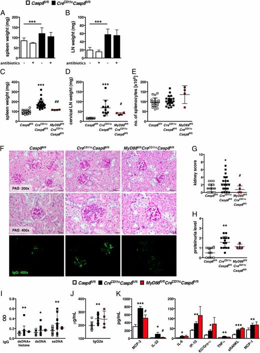 FIGURE 6. Caspase-8 suppresses MyD88 signaling. (A and B) Three-week-old Casp8fl/fl (control) and CreCD11cCasp8fl/fl (n = 4) mice were treated with oral antibiotics for 8 wk and evaluated for splenomegaly (A) and lymphadenopathy (B). (C–K) Eight-month-old female control, CreCD11cCasp8fl/fl, and MyD88fl/flCreCD11cCasp8fl/fl mice (n ≥ 4) were evaluated for systemic autoimmune disease phenotypes. (C) Splenomegaly. (D) Lymphadenopathy. (E) Number of splenocytes. (F) PAS-stained formalin-fixed kidney sections and anti-IgG–FITC–stained frozen kidney sections. (G) Kidney score. (H) Proteinuria. Serum was evaluated for levels of chromatin-, dsDNA-, and ssDNA-reactive IgG Abs (I), pathogenic IgG2a Abs (J), and cytokines and chemokines (K). Data are mean ± SD. *p < 0.05, **p < 0.005, ***p < 0.0005, control versus CreCD11cCasp8fl/fl, Mann–Whitney U test. #p < 0.05, ##p < 0.005, CreCD11cCasp8fl/fl versus MyD88fl/flCreCD11cCasp8fl/fl, Mann–Whitney U test.