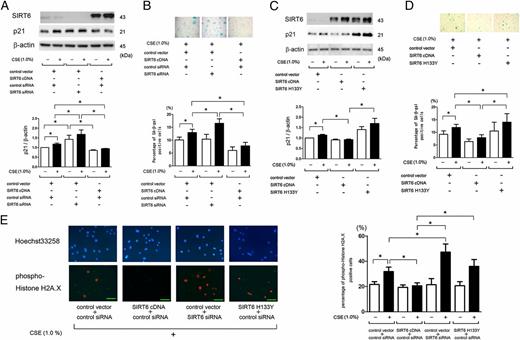 FIGURE 2. SIRT6 regulates CSE-induced cell senescence in HBECs. (A) WB using anti-SIRT6, anti-p21, and anti–β-actin of cell lysates from control vector and control siRNA (lanes 1, 2), control vector and SIRT6 siRNA (lanes 3, 4), and SIRT6 cDNA and control siRNA (lanes 5, 6) transfected HBECs. CSE (1.0% for 48 h) treatment was started 48 h posttransfection. On the lower panel is the average (± SEM) taken from three independent experiments shown as relative expression of p21 compared with β-actin. Open bar is no treatment, and filled bar is CSE (1% for 48 h) treated. (B) Photographs of SA-β-gal staining of CSE (1.0% for 48 h)-treated HBECs. Shown in left panel is control expression vector and control siRNA, middle panel is control expression vector and SIRT6 siRNA, and right panel is SIRT6 cDNA and control siRNA transfected HBECs. In the lower panel is the percentage (± SEM) of SA-β-gal+ cells from five independent experiments. Open bar is no treatment, and filled bar is CSE (1.0% for 48 h) treated. (C) WB using anti-SIRT6, anti-p21, and anti–β-actin of cell lysates from control vector (lanes 1, 2), SIRT6 cDNA (lanes 3, 4), and mutant SIRT6 expression vector without HDAC activity for histone3 lysine 9 (H3K9; SIRT6 H133Y; lanes 5, 6) transfected HBEC. CSE (1.0% for 48 h) treatment was started 48 h posttransfection. In the lower panel is the average (± SEM) taken from four independent experiments shown as relative expression of p21 compared with β-actin. Open bar is no treatment, and filled bar is CSE (1% for 48 h) treated. (D) Photographs of SA-β-gal staining of CSE-treated HBECs (1.0% for 48 h). Shown in the left panel is control expression vector, middle panel is SIRT6 cDNA, and right panel is SIRT6 H133Y transfected HBECs. In the lower panel is the percentage (± SEM) of SA-β-gal+ cells from six independent experiments. Open bar is no treatment, and filled bar is CSE (1.0% for 48 h) treated. (E) Photographs of immunofluorescence staining of Hoechst 33258 (upper panels) and p-Histone H2A.X (Ser139; lower panels) of CSE (1.0% for 48 h)-treated HBECs. HBECs were transfected with control vector and control siRNA (left panels), SIRT6 cDNA and control siRNA (center left panels), control vector and SIRT6 siRNA (center right panels), and SIRT6 H133Y and control siRNA (right panels) transfected HBECs. CSE treatment was started 48 h posttransfection. Scale bar, 50 μm. Original magnification, ×100. Shown in right panel is the percentage (± SEM) of p-Histone H2A.X+ cells from four independent experiments. Open bar is no treatment, and filled bar is CSE (1.0% for 48 h) treated. *p < 0.05.