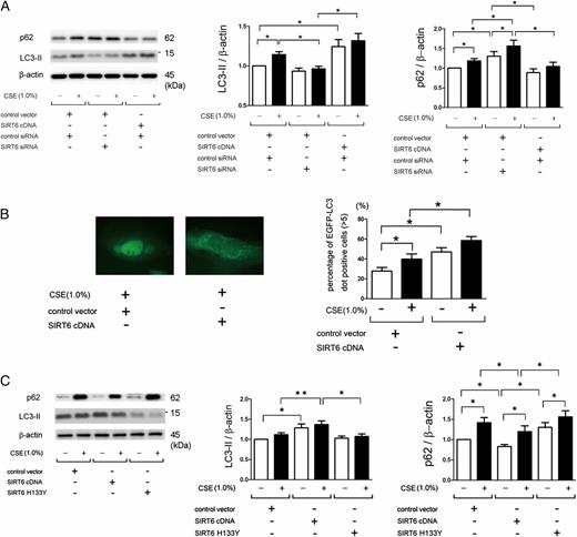 FIGURE 3. SIRT6 induces autophagy in HBECs. (A) WB using anti-p62, anti-LC3, and anti–β-actin of cell lysates from control vector and control siRNA (lanes 1, 2), control vector and SIRT6 siRNA (lanes 3, 4), and SIRT6 cDNA and control siRNA (lanes 5, 6) transfected HBECs. CSE (1.0% for 48 h) treatment was started 48 h posttransfection. In the middle panel is the average (± SEM) taken from seven independent experiments shown as the relative expression of LC3-II compared with β-actin. Open bar is no treatment, and filled bar is CSE (1% for 24 h) treated. In the right panel is the average (± SEM) taken from seven independent experiments shown as relative expression of p62 compared with β-actin. Open bar is no treatment, and filled bar is CSE (1.0% for 24 h) treated. (B) Fluorescence microscopic detection of pEGFP-LC3 dot formation in BEAS-2B cells: BEAS-2B cells with stable expression of pEGFP-LC3 were transfected with control vector or SIRT6 cDNA. CSE (1.0% for 24 h) treatment was started 48 h posttransfection. Photomicrographs are taken at the same magnification (original magnification, ×1000). The right panel is the percentage of positive cells with more than five dot formations (± SEM), and data were collected from three independent experiments. Open bar is no treatment, and filled bar is CSE (1.0% for 24 h) treated. (C) WB using anti-p62, anti-LC3, and anti–β-actin of cell lysates from control vector (lanes 1, 2), SIRT6 cDNA (lanes 3, 4), and SIRT6 H133Y (lanes 5, 6) transfected HBECs. CSE (1.0% for 24 h) treatment was started 48 h posttransfection. In the middle panel is the average (± SEM) taken from five independent experiments shown as relative expression of LC3-II compared with β-actin. Open bar is no treatment, and filled bar is CSE (1% for 24 h) treated. In the right panel is the average (± SEM) taken from five independent experiments shown as relative expression of p62 compared with β-actin. Open bar is no treatment, and filled bar is CSE (1.0% for 24 h) treated. *p < 0.05, **p < 0.001.