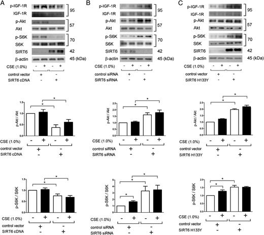 FIGURE 4. SIRT6 attenuates IGF-Akt-mTOR signaling in HBECs. (A) WB using anti–p-IGF1-R, anti–IGF1-R, anti–p-Akt, anti-Akt, anti–p-p70 S6 kinase (p-S6K), anti-S6K, anti-SIRT6, and anti–β-actin of cell lysates from control vector (lanes 1, 2) and SIRT6 cDNA (lanes 3, 4) transfected HBECs. CSE (1.0% for 24 h) treatment was started 48 h posttransfection. In the lower panels are the average (± SEM) taken from three independent experiments shown as relative expressions. Open bar is no treatment, and filled bar is CSE (1% for 24 h) treated. (B) WB using anti–p-IGF-1R, anti–IGF-1R, anti–p-Akt, anti-Akt, anti–p-S6K, anti-S6K, anti-SIRT6, and anti–β-actin of cell lysates from control siRNA (lanes 1, 2) and SIRT6 siRNA (lanes 3, 4) transfected HBECs. CSE (1.0% for 24 h) treatment was started 48 h posttransfection. In the lower panels are the average (± SEM) taken from three independent experiments shown as relative expressions. Open bar is no treatment, and filled bar is CSE (1% for 24 h) treated. (C) WB using anti–p-IGF-1R, anti–IGF1-R, anti–p-Akt, anti-Akt, anti–p-S6K, anti-S6K, anti-SIRT6, and anti–β-actin of cell lysates from control vector (lanes 1, 2) and SIRT6 H133Y (lanes 3, 4) transfected HBECs. CSE (1.0% for 24 h) treatment was started 48 h posttransfection. In the lower panels are the average (± SEM) taken from three independent experiments shown as relative expressions. Open bar is no treatment, and filled bar is CSE (1% for 24 h) treated. *p < 0.05.