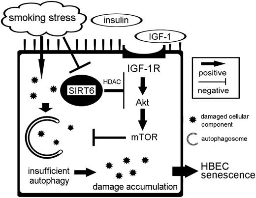 FIGURE 7. CSE-induced SIRT6 reduction is involved in insufficient autophagy through enhancement of IGF-Akt-mTOR signaling, resulting in acceleration of HBEC senescence. CS damages cellular components accompanied by SIRT6 reduction. Reduced SIRT6 enhances IGF-1 signaling pathway in the presence of IGF-1 and insulin. IGF-1–Akt–mTOR activation leads to the insufficient autophagic elimination of damaged cellular components, which may be involved in COPD pathogenesis through the enhancement of CSE-induced HBEC senescence.