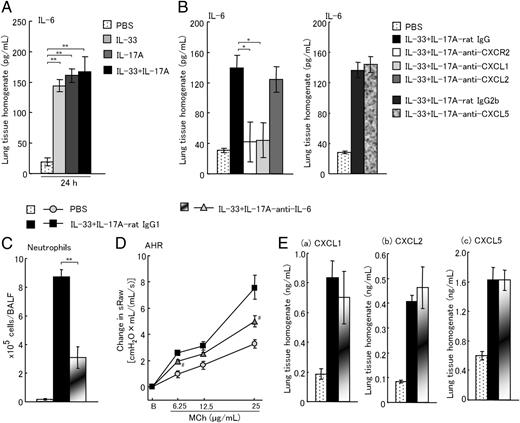 FIGURE 3. Treatment with anti–IL-6 mAb inhibits neutrophilic inflammation and AHR induced by the coadministration of IL-33 and IL-17A. (A) Change in level of IL-6 in the lung tissue homogenates 24 h after the coadministration of IL-33 and IL-17A. (B) Effects of anti-CXCR2 mAb, anti-CXCL1 mAb, anti-CXCL2 mAb, and anti-CXCL5 mAb on the production of IL-6 in the lung tissue homogenates 24 h after the coadministration of IL-33 and IL-17A. (C and D) Effects of anti–IL-6 mAb on neutrophilic inflammation (C) and AHR (D) 24 h after the coadministration of IL-33 and IL-17A. (E) Effects of anti–IL-6 mAb on the production of CXCL1 (a), CXCL2 (b), and CXCL5 (c) in the lung tissue homogenates 24 h after the coadministration of IL-33 and IL-17A. Each value is the mean ± SEM of 4–10 animals. *p < 0.05, **p < 0.01; #p < 0.05, ##p < 0.01 compared with IL-33+IL-17A rat IgG1 group. Eos, eosinophils; Lym, lymphocytes; Mac, macrophages; Neu, neutrophils; total, all cells.
