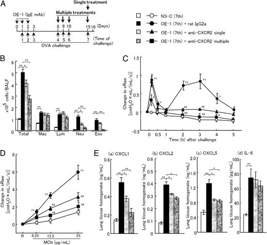 FIGURE 6. Treatment with anti-CXCR2 mAb inhibits IgE-mediated airway inflammatory responses. (A) Experimental protocol for sensitization with OE-1 and challenge with Ag, and treatment with anti-CXCR2 mAb. A single treatment with anti-CXCR2 mAb was intratracheally administered on day 15 to IgE-sensitized mice. In addition, multiple treatments with anti-CXCR2 mAb were intratracheally administered on days 8, 9, 10, and 15. Negative and positive controls were nonsensitized challenged and IgE-sensitized challenged, control rat IgG2a mAb-treated mice, respectively. (B–E) Effects of treatment with a single dose or multiple doses of anti-CXCR2 mAb on inflammatory cells in BALF (B), biphasic increase in airway resistance (C), AHR (D), and CXCL1 (a), CXCL2 (b), CXCL5 (c), or IL-6 production (d) in the lung tissue homogenates (E). Each value is the mean ± SEM of 5–12 animals. *p < 0.05, **p < 0.01; ¥p < 0.05, ¥¥p < 0.01; or #p < 0.05, ##p < 0.01 compared with the NS-C (seventh) or OE-1 (seventh)+rat IgG2a group, respectively. Eos, Eosinophils; Lym, lymphocytes; Mac, macrophages; Neu, neutrophils; total, all cells.