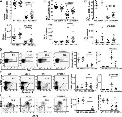 FIGURE 4. B cell differentiation in Il2−/− mice is influenced by IL-21. Percentages and total numbers of CD19+ B cells in (A) the spleen, (B) MLNs, and (C) LPLs of the large intestine of 11-wk-old WT, Il21r−/−, Il2−/−, and Il2−/−Il21r−/− mice; n = 7–15 mice per group from four experiments. Flow cytometric analyses from the MLNs of these mice showing representative dot plots and quantitation of (D) percentage GL7+ GC CD19+ B cells, (E) percentage and absolute numbers of Syndecan-1+CD19+ plasma cells, and (F) percentage and absolute numbers of CD19+CD23loCD21hi MZ B cells.