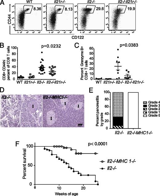 FIGURE 7. IL-21. (A) Representative dot plots showing expansion of the CD122+CD44hi population in the absence of IL-2, gated on CD3+CD8+ T cells from the spleen. Quantification of (B) CD3+CD8+CD44hi T cells and (C) CD3+CD8+CD44higranzyme B+ analyzed by flow cytometry in genotypes shown between 8 and 12 wk of age. Data are pooled from five separate experiments and are represented as values from individual mice ± SEM. The p values were calculated using one-way ANOVA and a Bonferroni posttest compared with WT values. (D) Representative H&E-stained histological sections of pancreata from Il2−/− and Il2−/−MHC−/− mice (original magnification ×20). (E) Pancreatitis grade from H&E-stained histological sections of pancreata from Il2−/− and Il2−/−MHC−/− mice. At least 10 sections were assessed throughout the pancreas per mouse, where n = 12 for Il2−/− and n = 5 for Il2−/−MHC−/− strains. (F) Percentage survival of Il2−/− (n = 31) and Il2−/−MHC−/− mice (n = 24) was measured using euthanasia as an endpoint when mice lost 20% of their weight, or when severe morbidity was observed. The χ2 log-rank test was used to compare survival curves.