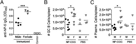 FIGURE 1. Female (NZB × NZW)F1 mice have stronger Ab responses than males in response to T-dependent Ag. (A) Male and female (NZB × NZW)F1 mice were immunized at day 0 with 20 μg NP27-CGG in CFA or control PBS. (A) On day 28, mice were analyzed for serum anti-NP5 IgG1 Abs by ELISA. ***p < 0.001, Student t test. (B and C) A separate cohort of mice were immunized as in (A) and euthanized on day 14. Total number of splenic GL7+ GC B cells and CD138+B220low PCs were enumerated. Each symbol represents one mouse. *p < 0.05, Mann–Whitney U test.