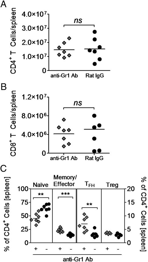 FIGURE 4. Depletion of Gr1+ cells affects CD4+ T cell subsets after Ag immunization in male (NZB × NZW)F1 mice. Male (NZB × NZW)F1 mice were immunized with NP27-CGG in CFA on day 0 and treated with either anti-Gr1–depleting Ab or control rat IgG every 3 d starting at day −1. Mice were sacrificed 14 d postimmunization, and numbers of splenic CD4+ T cells (A) and CD8+ T cells (B) were determined. (C) Activation and differentiation of CD4+ T cells were analyzed by flow cytometry: memory/effector CD4+ T cells were identified as CD44highCD62LlowCD4+, TFH cells as PD-1+ICOS+CD4+, and T regulatory cells as Foxp3+CD4+CD25+. Each symbol represents one mouse. n = 6–7. **p < 0.01, ***p < 0.001, Mann–Whitney U test.