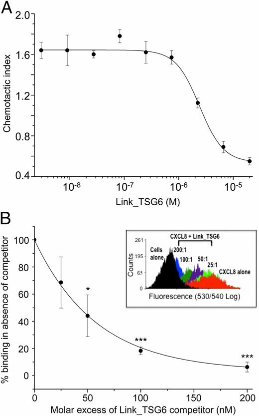 FIGURE 6. Link_TSG6 can inhibit the chemotaxis of human neutrophils and the interaction of CXCL8 with its receptor CXCR2. (A) Purified human neutrophils were added to the upper chambers of ChemoTx plates, where the lower chambers contained CXCL8 (1 nM) alone or in combination with increasing concentrations of Link_TSG6 (0–20 μM). Migrated neutrophils were counted after 2 h; data were plotted as mean values (n = 3) ± SEM. (B) Biotinylated CXCL8 (120 nM), alone or following preincubation with Link_TSG6 (at 10:1 to 200:1 molar excess), was added to cells expressing CXCR2. Cell-associated CXCL8 was detected by flow cytometry following addition of avidin-conjugated fluorescein, with gating applied to select live cells. An overlay of histograms (incidents of absorbance against fluorescence), each representative of three independent experiments, is shown as an inset. Data, as a percentage of the maximal signal (i.e., CXCL8 alone), were plotted as mean values (n = 3) ± SEM. *p < 0.05, ***p < 0.001 relative to cells incubated with CXCL8 alone. Graphs were generated and data fitted using OriginPro version 8 giving rise to an IC50 of 2.4 ± 0.3 μM for the inhibition of neutrophil chemotaxis by Link_TSG6 (A), and an IC50 of 4.9 μM (i.e., ∼40-fold molar excess) for the inhibition of CXCL8 binding to CXCR2 by Link_TSG6 (B).