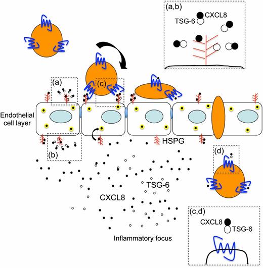 FIGURE 7. Potential mechanisms for the modulation of CXCL8 function by TSG-6. Inhibition by TSG-6 of CXCL8/GAG interactions could antagonize (a) binding of CXCL8 to HSPGs on the lumenal surface of the endothelium, thereby preventing the formation of haptotactic gradients and/or (b) binding of CXCL8 to GAGs on the ablumenal surface, thus impairing transcytosis of CXCL8. Very high local concentrations of TSG-6 might inhibit the CXCL8/CXCR2 interaction (c, d), thereby limiting the movement of neutrophils in response to a chemotactic gradient of CXCL8. ●, CXCL8; ○, TSG-6.