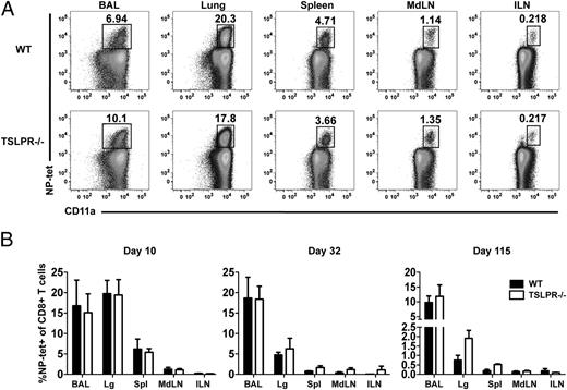 FIGURE 3. TSLPR−/− mice harbor similar frequencies of influenza-specific CD8 T cells as WT mice. Lymphocytes were isolated from the indicated tissues of x31-infected animals and analyzed by flow cytometry for tetramer reactivity at 10, 35, and 115 d p.i. (A) Representative dot plots from the BAL, lung, spleen, MdLN, and nondraining inguinal LN (ILN) of WT and TSLPR−/− mice at day 10 p.i. Cells were first gated on total CD8+ lymphocytes and analyzed for CD11a expression and tetramer reactivity. (B) Average percentage NP-tetramer+ of CD8 T cells isolated from indicated tissues at days 10, 32, and 115 p.i. in WT and TSLPR−/− animals. Data are shown as the mean percentage of tetramer+ cells of the CD8 T cells ± SEM (n = 3 mice/group) and are representative of two independent experiments. Data were analyzed for significance using a two-tailed Student t test. No significant differences were found.