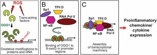 FIGURE 7. A model of OGG1-driven transcriptional initiation of proinflammatory mediators. (A) Oxidative modification to guanine and OGG1 as well as activation of trans-acting factors by ROS. (B) Nonproductive binding of OGG1 to 8-oxoG in promoter region of proinflammatory genes. (C) Assembly of transcriptional machinery facilitated by OGG1.