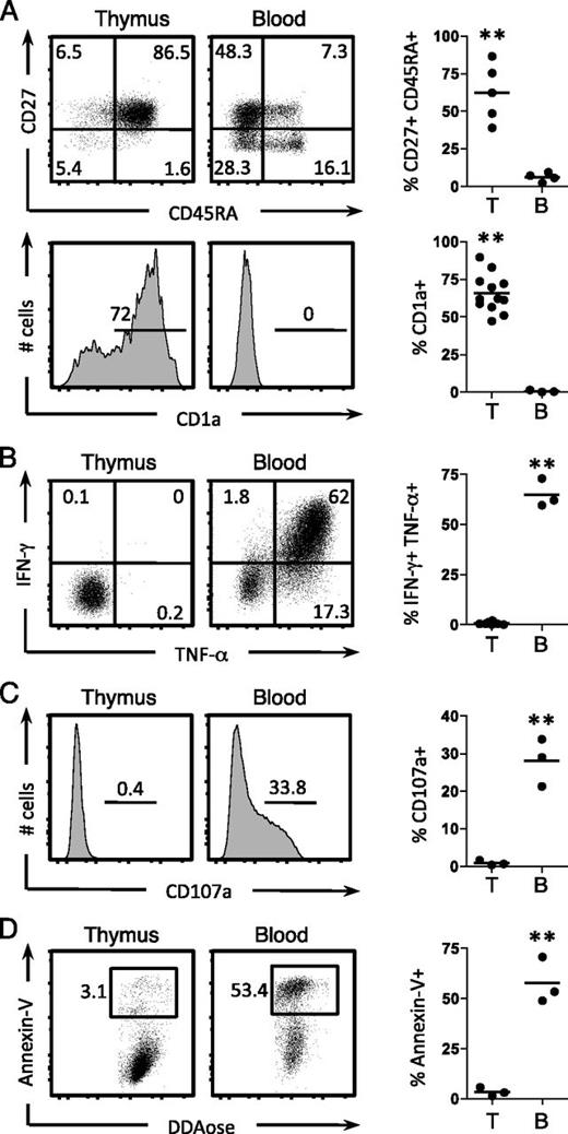 Human γδ Thymocytes Are Functionally Immature and Differentiate into