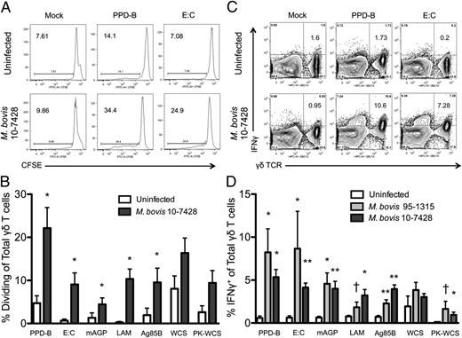 FIGURE 1. γδ T cells from M. bovis–infected animals divide and produce IFN-γ in specific response to complex, nonprotein, and protein mycobacterial Ags. (A and B) PBMCs from uninfected or virulent M. bovis 10-7428–infected animals were labeled with CFSE, and 2.5 × 106 cells/ml were cultured for 6 d in the presence or absence of 5 μg/ml PPD-B, 2 μg/ml E:C, 10 μg/ml mAGP, 10 μg/ml LAM, 5 μg/ml recombinant Ag85B, 10 μg/ml WCSs from M. bovis 95-1315, or 10 μg/ml PK-WCSs. Cells were labeled with anti-bovine γδ TCR and analyzed by flow cytometry for CFSE dilution. (A) Representative CFSE profiles from an uninfected and infected animal, gated on total live cells and total cells expressing the γδ TCR. (B) The percentage of γδ T cells that proliferated in response to mycobacterial Ags, as measured by CFSE dilution. (C and D) PBMCs from uninfected, virulent M. bovis 95-1315–infected, or virulent M. bovis 10-7428–infected animals were cultured at 2.5 × 106 cells/ml overnight in the presence of brefeldin A and mycobacterial Ags, as indicated above. Cells were then stained for anti-bovine γδ TCR and intracellular IFN-γ and analyzed by flow cytometry. (C) Representative flow plots from an uninfected control animal and an infected animal, gated on total live cells. (D) The percentage of IFNγ+ cells of total γδ T cells. (B and D) The background (mock-stimulated) proliferation or IFN-γ production was subtracted, and results represent change over mock. n = 5–8 animals/group. Data are mean ± SEM. Results are representative of two or three independent experiments. †p ≤ 0.1, *p ≤ 0.05, **p ≤ 0.01, versus uninfected animals.