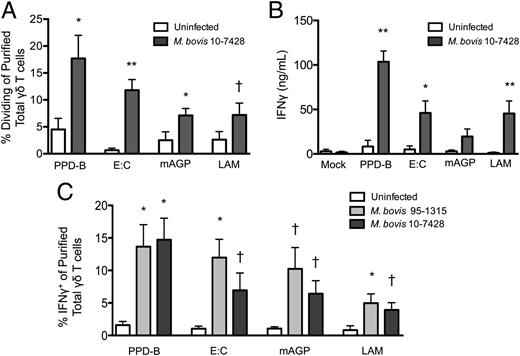 FIGURE 2. γδ T cells from M. bovis–infected animals respond directly to complex, nonprotein, and protein mycobacterial Ags. (A and B) Total γδ T cells and autologous monocytes were enriched from uninfected or virulent M. bovis 10-7428–infected animals, as described in Materials and Methods. Purified cells were labeled with CFSE, and 2.5 × 106 T cells/ml were cultured for 6 d at a 5:1 ratio with autologous APCs and IL-2 in the presence or absence of mycobacterial Ags, as in Fig. 1. (A) On day 6 of culture, cells were labeled with anti-bovine γδ TCR and analyzed for CFSE dilution by flow cytometry. Results shown in (A) were gated on total live cells and total γδ T cells and represent the percentage of total γδ T cells that proliferated in response to mycobacterial Ags, as measured by CFSE dilution. (B) Supernatants from (A) were analyzed by ELISA for IFN-γ. (C) MACS-purified γδ T cells from uninfected, virulent M. bovis 95-1315–infected, or virulent M. bovis 10-7428–infected animals were cultured at 2.5 × 106 T cells/ml overnight in the presence of brefeldin A and the indicated Ags. Cells were stained for anti-bovine γδ TCR and intracellular IFN-γ and analyzed by flow cytometry. Results are gated on total live cells and total γδ T cells and represent the percentage of γδ T cells that are positive for IFN-γ. (A and C) Background (mock-stimulation) proliferation or IFN-γ production was subtracted; results represent change over mock. n = 5–8 animals/group. Data are mean ± SEM. Results are representative of two or three independent experiments. †p ≤ 0.1, *p ≤ 0.05, **p ≤ 0.01, versus uninfected control animals.