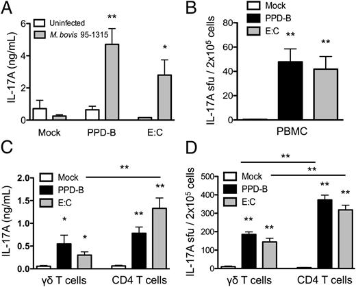 FIGURE 3. CD4 T cells are the predominant producers of IL-17A during virulent M. bovis infection in cattle. (A) PBMCs from uninfected or virulent M. bovis 95-1315–infected animals were cultured for 72 h at 2.5 × 106 cells/ml, with or without 5 μg/ml PPD-B or 2 μg/ml recombinant E:C. Culture supernatants were assessed for IL-17A, as measured by ELISA. (B) PBMCs from M. bovis 10-7428–infected animals were stimulated with 5 μg/ml PPD-B or 2 μg/ml recombinant E:C in ELISPOT plates (2 × 105 PBMC/well) for 18 h prior to spot development and counting. Plates were developed, as described in Materials and Methods. Results are expressed as spot-forming units (sfu)/2 × 105 cells. (C) Total γδ T cells, total CD4 T cells, and APCs were enriched from M. bovis 10-7428–infected animals. γδ T cells and autologous monocytes or CD4 T cells and autologous monocytes (5:1 ratio) were cultured for 72 h at 2.5 × 105 cells/well with 5 μg/ml PPD-B or 2 μg/ml recombinant E:C. Culture supernatants were assessed for IL-17A protein by ELISA. (D) Total γδ T cells, total CD4 T cells, and autologous APCs were enriched as in (C) and stimulated for 18 h with PPD-B or recombinant E:C in ELISPOT plates (2 × 105 T cells/well). Plates were developed as in Materials and Methods. Results are expressed as sfu/2 × 105 T cells. n = 5–8 animals/group. Data are mean ± SEM. Results are representative of two independent experiments. *p ≤ 0.05, **p ≤ 0.01, versus uninfected animals or as indicated.