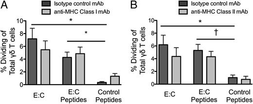 FIGURE 5. γδ T cells from M. bovis–infected animals respond specifically to proteins and peptides from M. bovis in a manner that is independent of MHC class I or MHC class II. γδ T cells and autologous monocytes from M. bovis 10-7428–infected animals were prepared as in Fig. 4. Cells were cultured for 6 d at 2 × 106 cells/ml with IL-2 in the presence of 20 μg/ml isotype Ab or 20 μg/ml anti-bovine MHC class I–blocking Ab (A) or anti-bovine MHC class II–blocking Ab (B), as outlined in Materials and Methods. γδ T cells were analyzed by flow cytometry for CFSE dilution. n = 7 animals/group. Data are mean ± SEM. Results are representative of two independent experiments. †p ≤ 0.1, *p ≤ 0.05, versus isotype cultures.