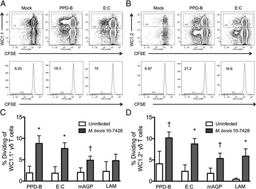 FIGURE 6. Both WC1.1+ and WC1.2+ γδ T cells respond to M. bovis Ags. Total γδ T cells and monocytes were enriched from uninfected or virulent M. bovis 10-7428–infected animals, as in Fig. 2. T cells were labeled with CFSE, and 2 × 106 cells/ml were cultured with autologous APCs and IL-2 and stimulated with PPD-B, E:C, mAGP, or LAM for 6 d. On day 6, cells were labeled with anti-bovine γδ TCR and anti-bovine WC1.1 (clone BAG25A) or anti-bovine WC1.2 (clone CACTB32A). CFSE dilution was analyzed by flow cytometry. Representative flow plots from an infected animal are shown for WC1.1+ γδ T cells (A) and WC1.2+ γδ T cells (B). Plots are gated on total live cells and total γδ T cells (upper panels) and WC1.1 or WC1.2, respectively (lower panels). Percentage of WC1.1+ (C) or WC1.2+ (D) γδ T cells that have diluted CFSE in response to stimulation with the indicated mycobacterial Ags. Background (mock) proliferation in (C) and (D) was subtracted from each stimulation condition, and results represent change over mock. n = 5–8 animals/group. Data are mean ± SEM. Results are representative of two or three independent experiments. †p ≤ 0.1, *p ≤ 0.05, compared with uninfected animals.
