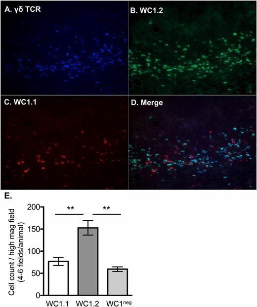 FIGURE 9. WC1.2+ γδ T cells are the predominant subset in the lung lesions of M. bovis–infected cattle. Frozen sections of the pulmonary lesions from virulent M. bovis 95-1315–infected or M. bovis 10-7428–infected animals were analyzed by immunofluorescence for WC1.1+, WC1.2+, or WC1− γδ T cell subsets. Sections were stained for the γδ TCR (A, blue), WC1.2 (B, green), and WC1.1 (C, red), and the images were merged (D). Shown is an animal infected with M. bovis 95-1315 (original magnification ×40). No significant differences were observed between animals infected with M. bovis 95-1315 and M. bovis 10-7428. (E) The number of each γδ T cell subset/high-magnification field was counted, and four to six fields were counted per animal to determine the predominant γδ T cell subsets infiltrating M. bovis lesion sites. n = 11 infected animals. Data are mean ± SEM. **p ≤ 0.01.